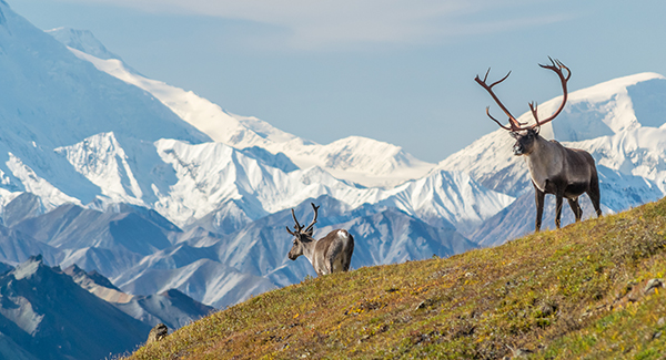 Enjoying spring vacation activities at Denali National Park simplified with Luggage Free