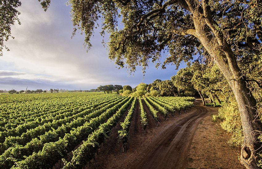 Top vacation destination for wine lovers is Sonoma in California