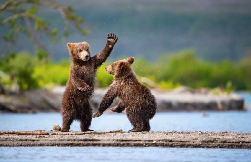 Wildlife