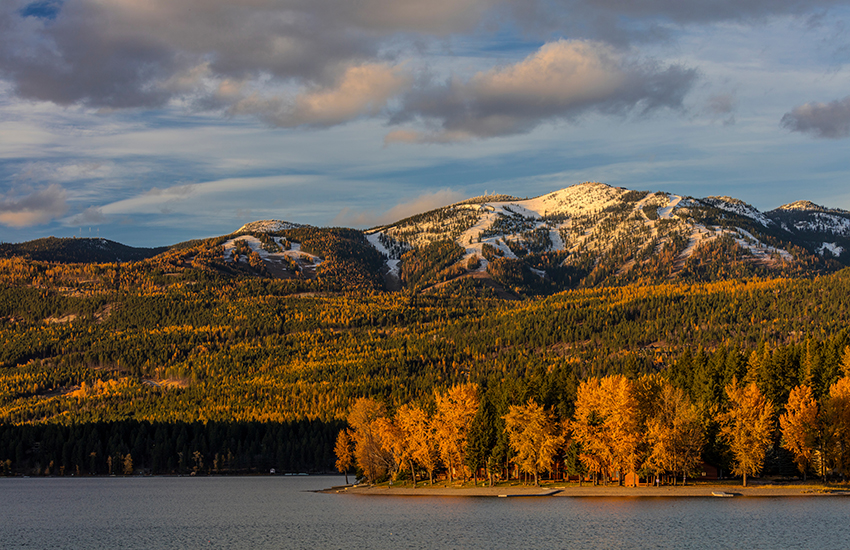 Whitefish